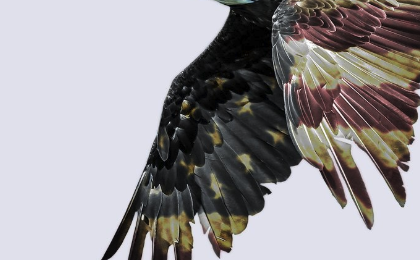 US Stocks at New Highs: What is the Outlook for Late 2024 and Early 2025?