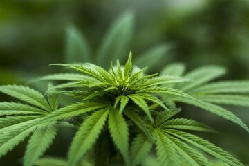 Germany to legalize cannabis in groundbreaking liberal policy