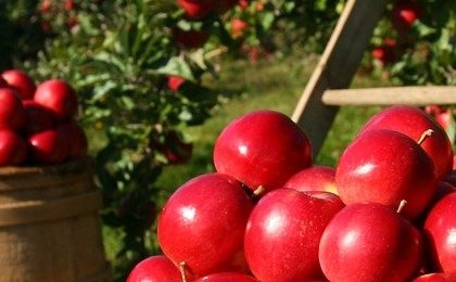 Why institutional investors are ploughing cash into farmland