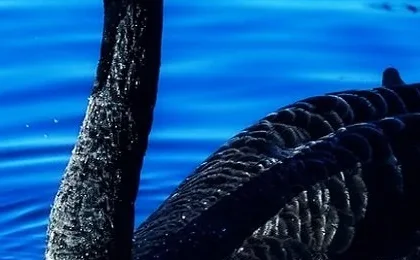 Black Swan: What Could Trigger the Next Market Shock?