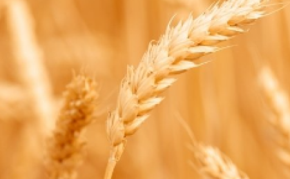 EP & EC agree on new Ukraine ag deal with lower import caps