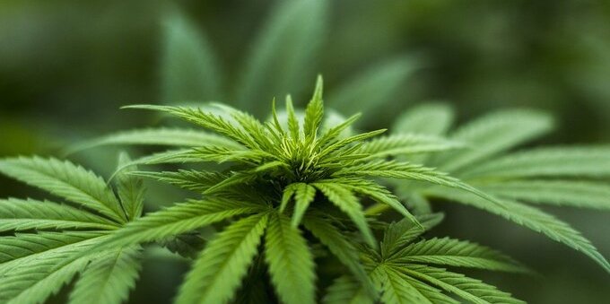 Germany to legalize cannabis in groundbreaking liberal policy