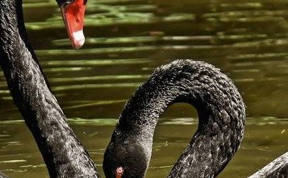 10 Black Swans of 2026 That Could Change the Future of Markets