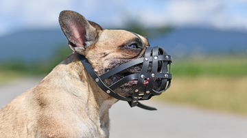 The 20 Most Dangerous and Aggressive Dog Breeds