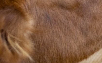 New Zealand's new tax might be the future of climate change fight