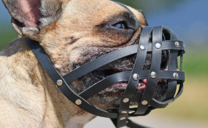 The 20 Most Dangerous and Aggressive Dog Breeds