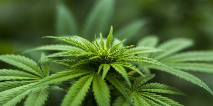 Germany to legalize cannabis in groundbreaking liberal policy