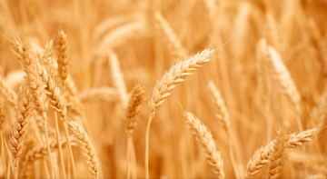 EP & EC agree on new Ukraine ag deal with lower import caps