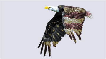 US Stocks at New Highs: What is the Outlook for Late 2024 and Early 2025?