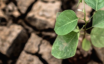 Historic Deal on Biodiversity Protection ends COP15 Climate Conference