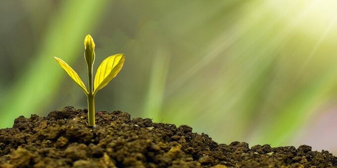 Socially responsible investing (SRI): top 5 biodiversity ETFs on the market