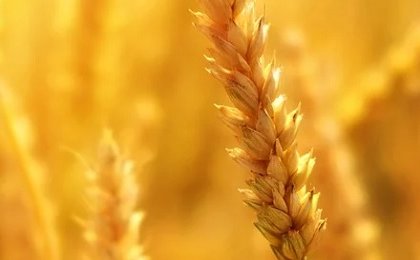 Trading: what's the difference between futures and forwards?