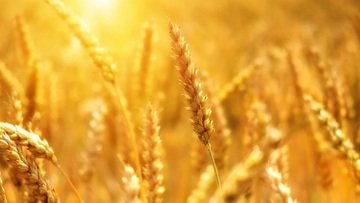 Trading: what's the difference between futures and forwards?