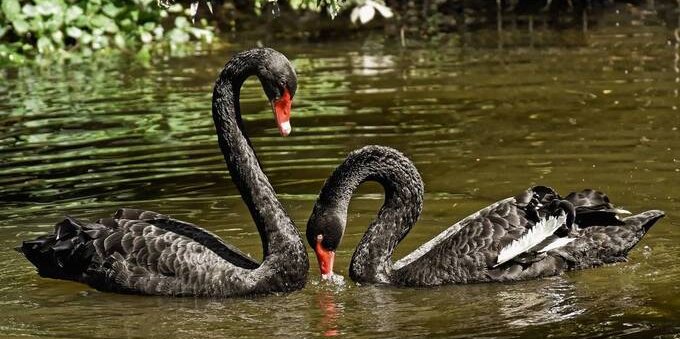10 Black Swans of 2026 That Could Change the Future of Markets