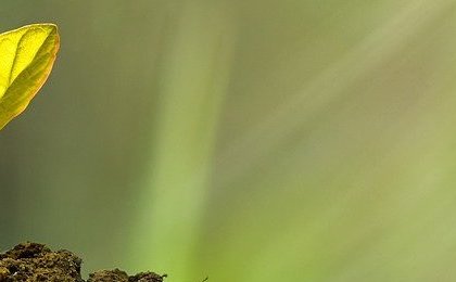 Socially responsible investing (SRI): top 5 biodiversity ETFs on the market