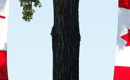 Bank of Canada cuts rates by 50 basis points to 3.75% after inflation below target