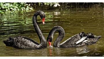10 Black Swans of 2026 That Could Change the Future of Markets