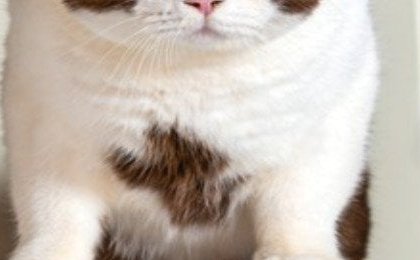 5 bank bonds with yields above 4%