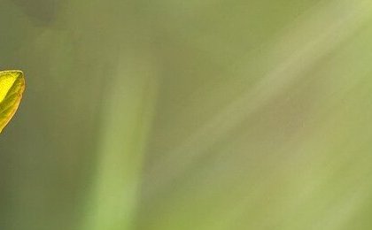 Certificates of Deposit: what are they? A complete guide