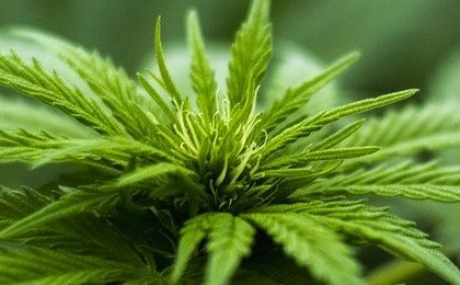 Germany to legalize cannabis in groundbreaking liberal policy