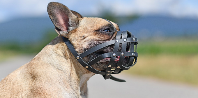 The 20 Most Dangerous and Aggressive Dog Breeds