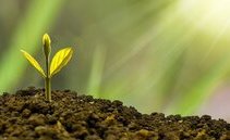 Socially responsible investing (SRI): top 5 biodiversity ETFs on the market