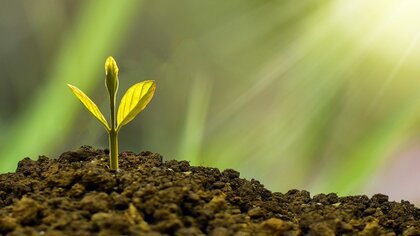 Socially responsible investing (SRI): top 5 biodiversity ETFs on the market