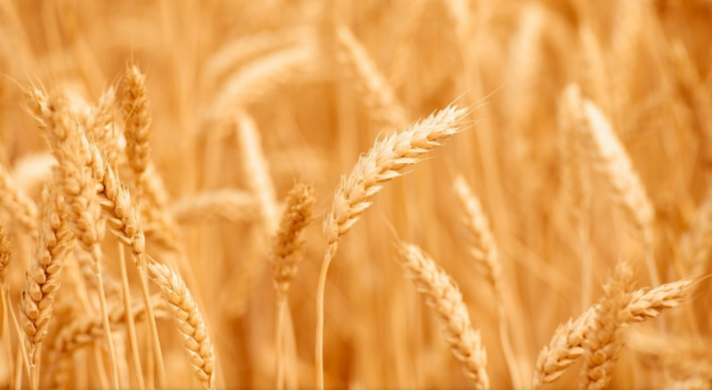 EP & EC agree on new Ukraine ag deal with lower import caps