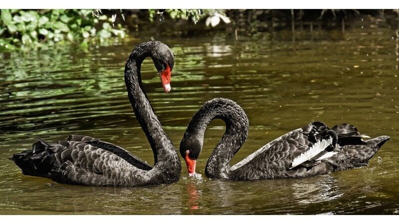 10 Black Swans of 2026 That Could Change the Future of Markets