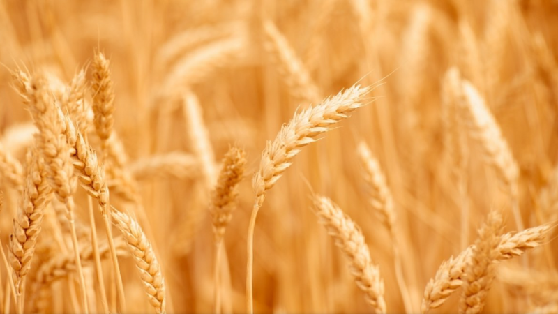 EP & EC agree on new Ukraine ag deal with lower import caps