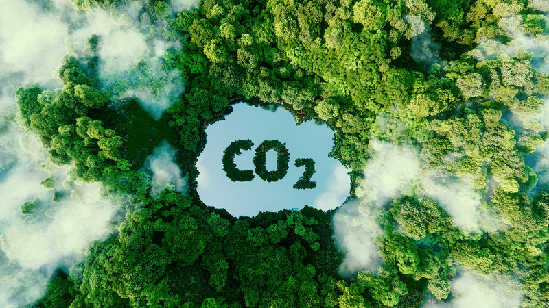 EU discourages Deforestation, banning Goods from damaged Rainforests