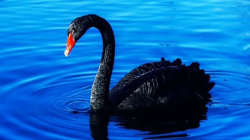 Black Swan: What Could Trigger the Next Market Shock?